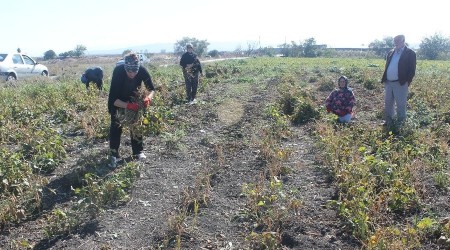 Kazak fasulyesi hasadı başladı