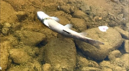 Kirlenen akarsu balık ölümlerine neden oldu