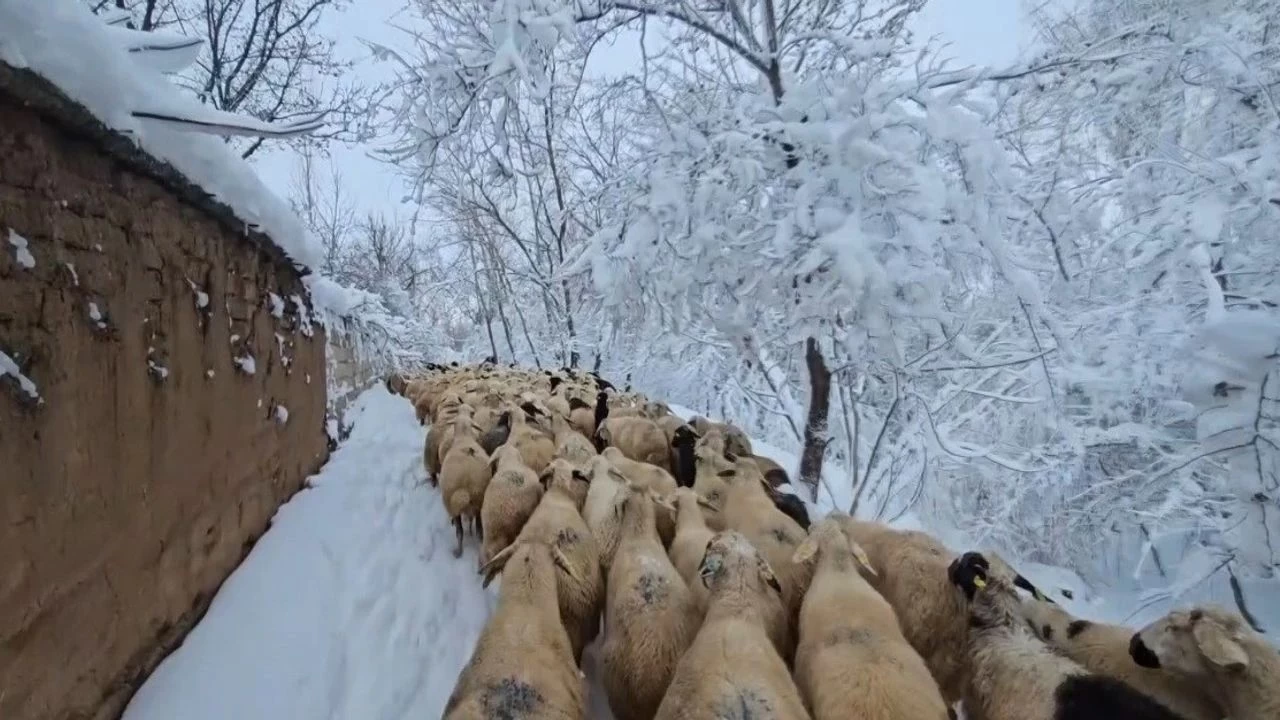 K aylarnda besicilik olduka maliyetli