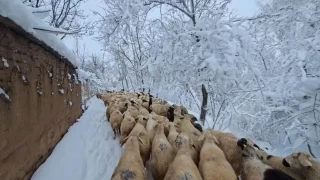 K aylarnda besicilik olduka maliyetli