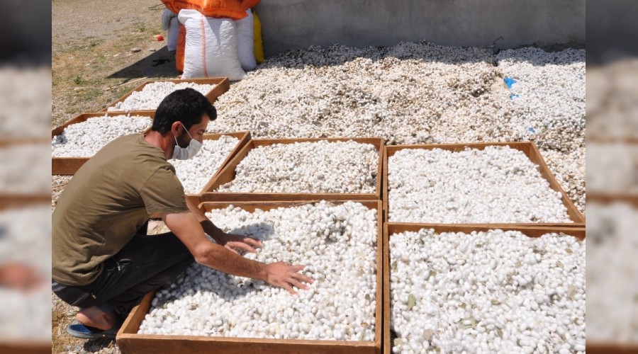 Koza yetiştiricileri bir ayda 400.000 TL kazanç sağladı