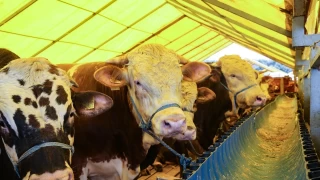 Kurbanlık satışları geçen yılın gerisinde