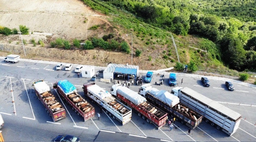 Kurbanlıklar İstanbul'a gelmeye başladı