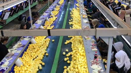 Limon ihracatı artacak