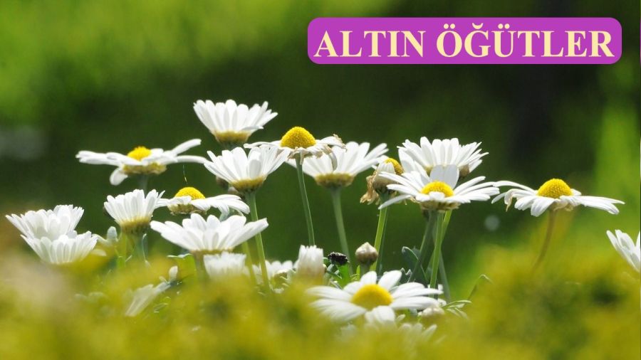 ‘Mü’mini sevindiren, Resûlullah’ı sevindirir’