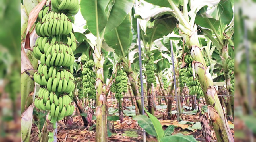 Muzda ithalat bitecek