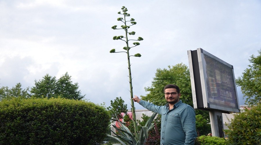 Ordu'da, Agave Kakts boyuyla artt