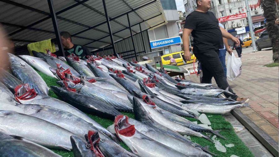 Palamut bolluğu fiyatlara yansıdı