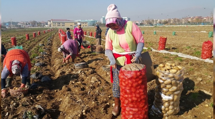 Patates üreticisi zararda