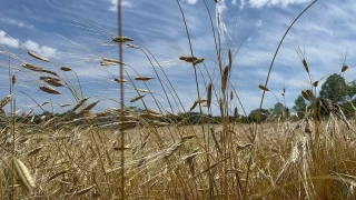Şimdi 'siyez' zamanı