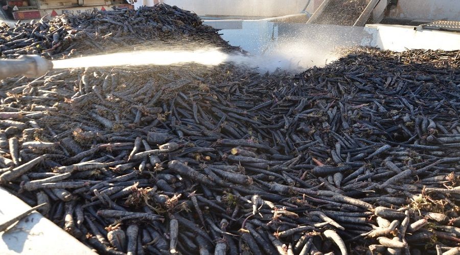 Siyah havuç 35 ülkeye ihraç ediliyor