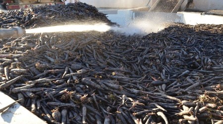 Siyah havuç 35 ülkeye ihraç ediliyor