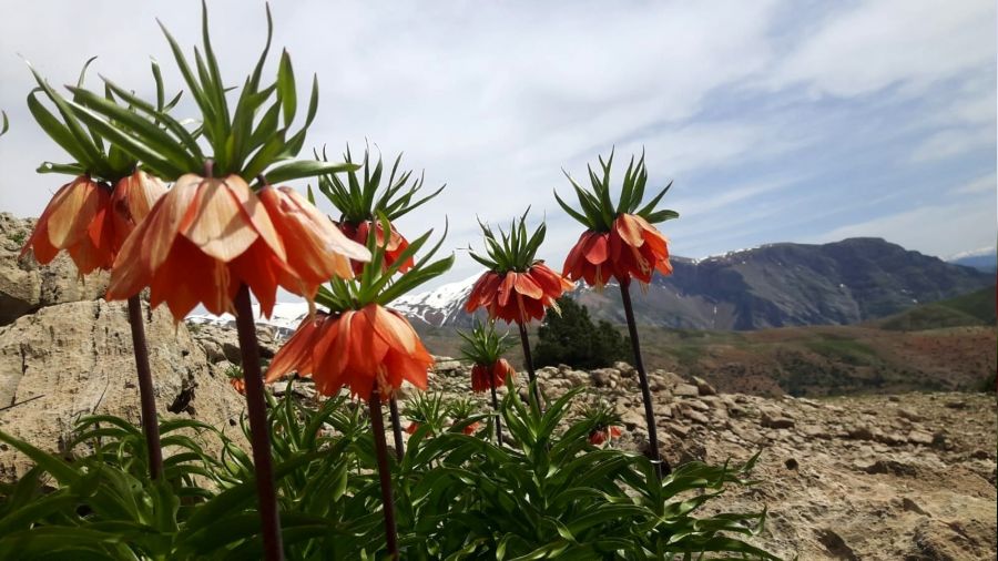 Tunceli dalarnda ters laleler ilgi oda