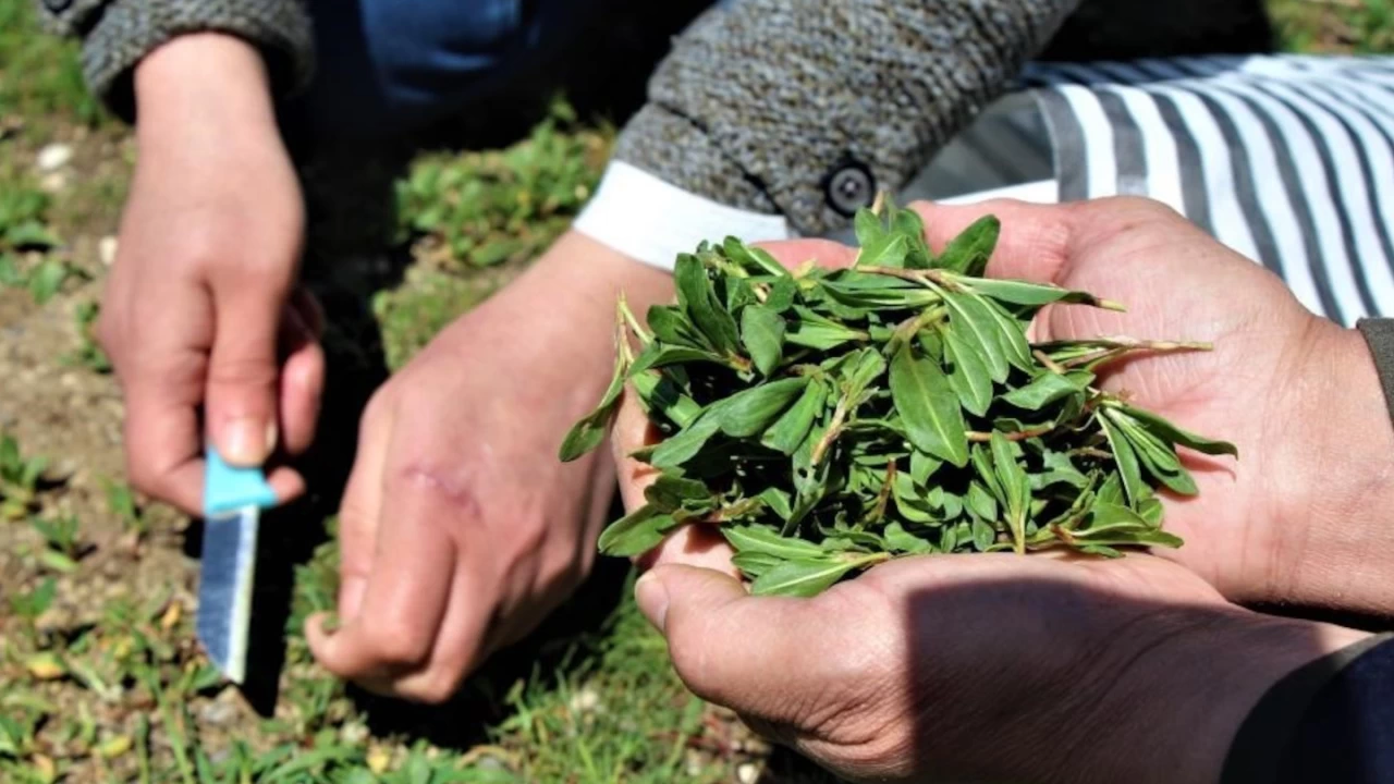Türkülere konu olan 'madımak' tüm dünyaya şifa olacak