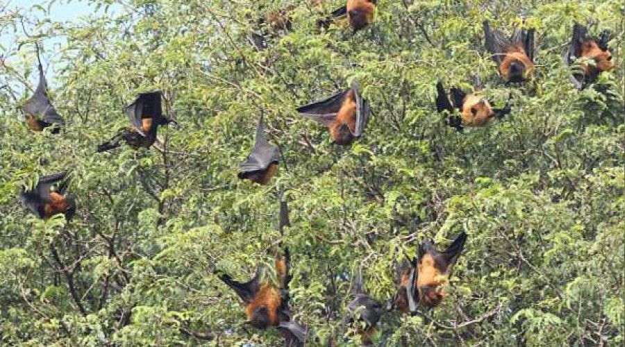 Virüslerin şifresi yarasalarda gizli