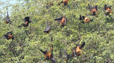 Virüslerin şifresi yarasalarda gizli