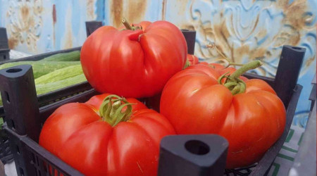 Yerli 'maniye'nin hasadı başladı