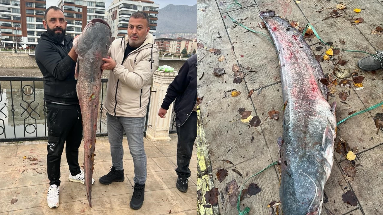 Yeşilırmak Nehri'nde 1,5 metrelik yayın balığı yakalandı