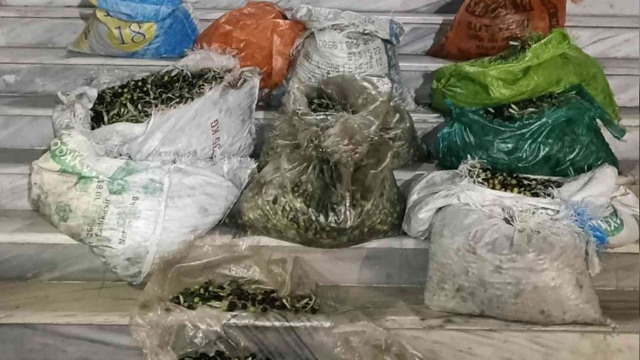 Zeytin hırsızlığına 4 gözaltı