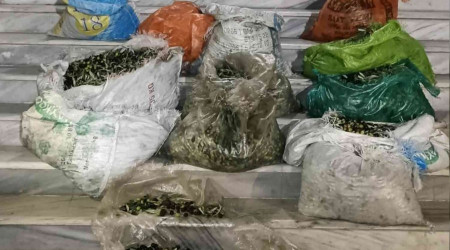 Zeytin hırsızlığına 4 gözaltı