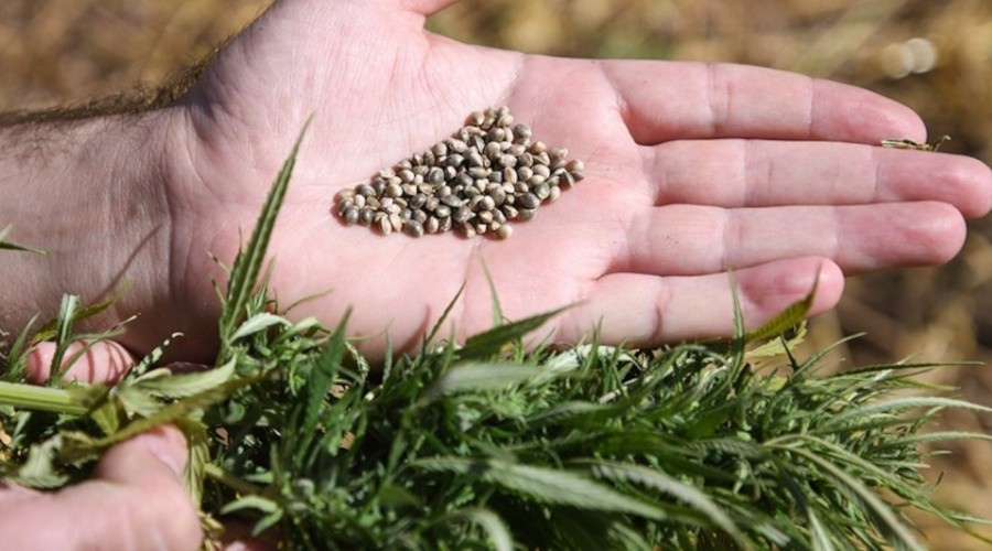 250 dekar alanda kenevir ekildi