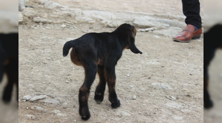 3 Ayaklı oğlak görenleri şaşkına çeviriyor