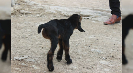3 Ayaklı oğlak görenleri şaşkına çeviriyor