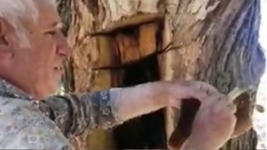 Ağaç gövdesinden kova kova bal çıktı