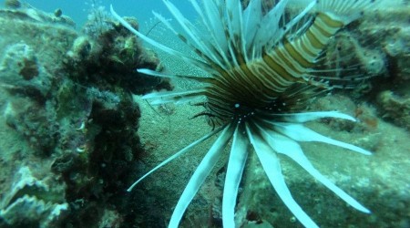 Akdeniz, tropik türlerin işgali altında