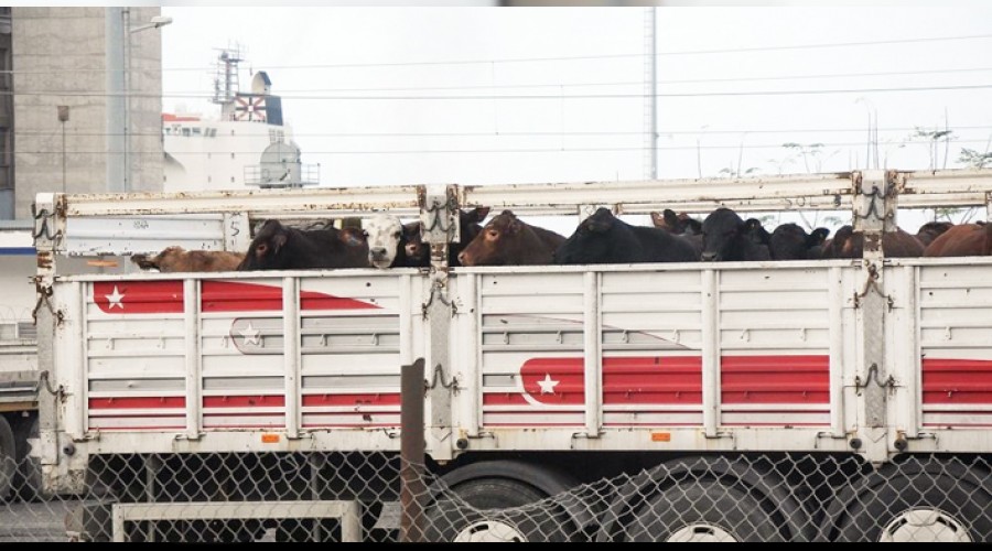 Angusların tahliyesine başlandı