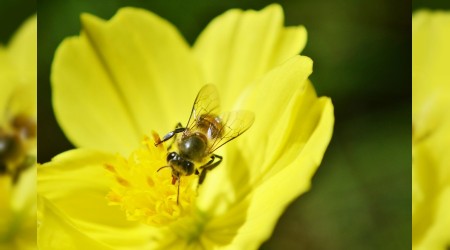 Arı zehrini duyan var mı