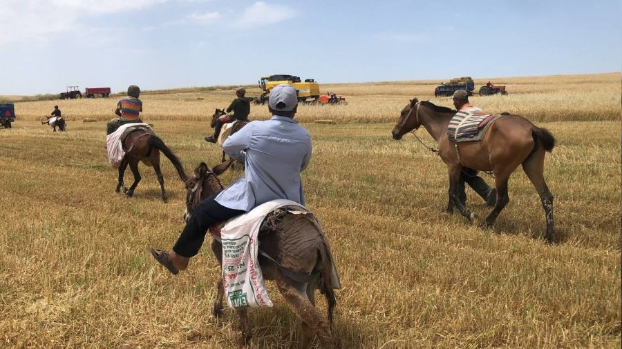 Arpa hasadı başladı