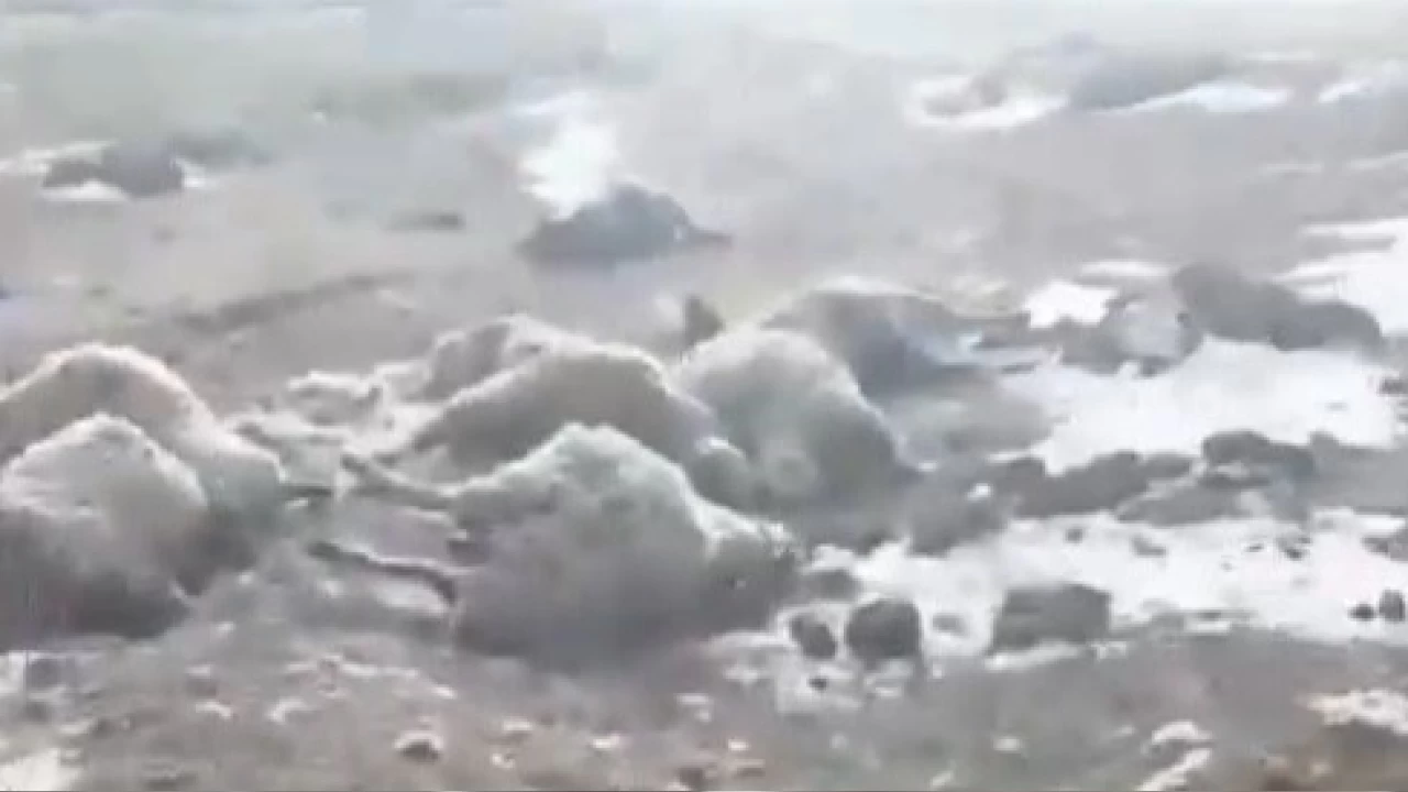 Arpaçay'da kurtlar dehşet saçtı