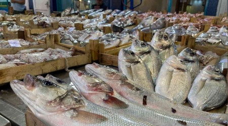 Balık hali balıkla doldu