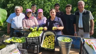 'Bayrami beyaz'nda 20 bin ton retim bekleniyor