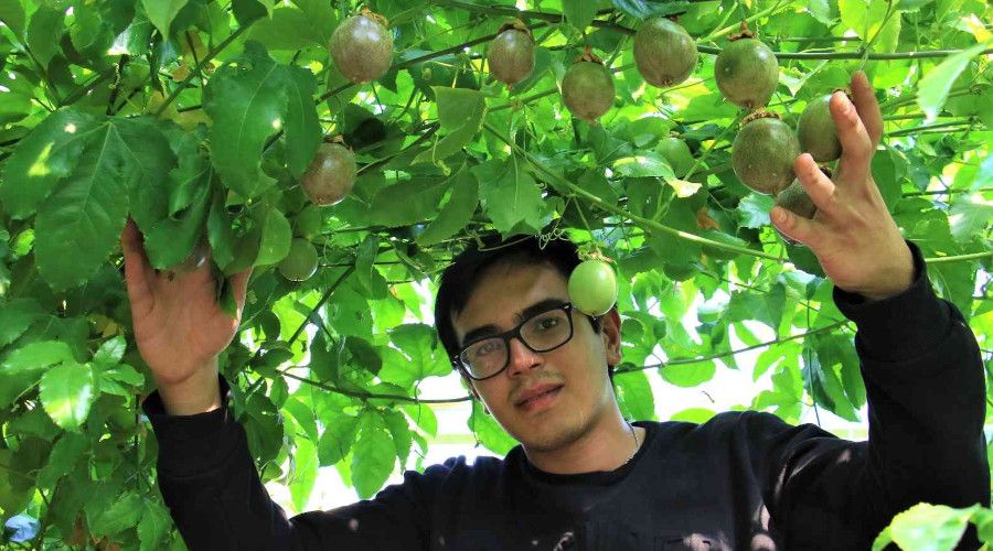 Bir fidanı 10 yıl meyve veriyor, kilosu 100 TL'den satılıyor