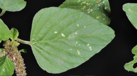 ‘Böbrek hastaları uzak dursun’