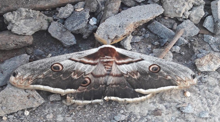 Böyle kelebek gördünüz mü?