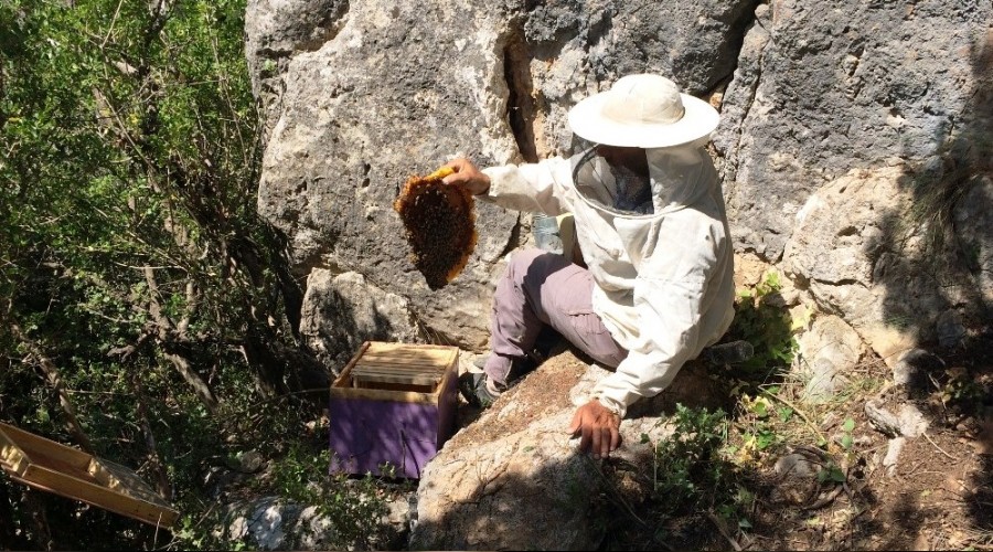 Bu balın kilosu 500 lira