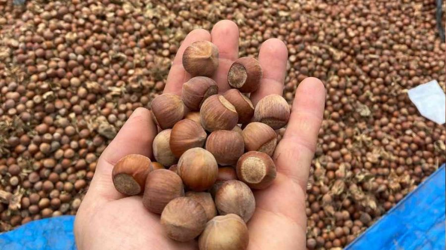 Bursa'daki köyü gören Karadeniz sanıyor