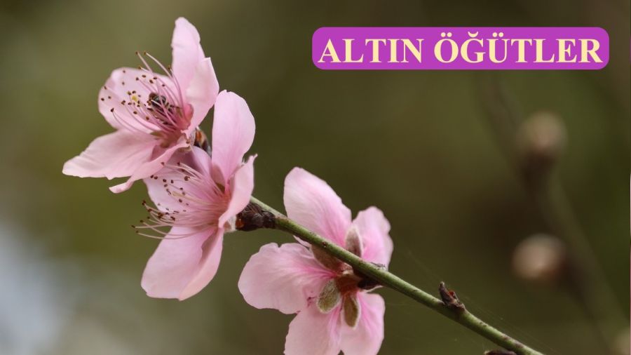 Bütün güzelliklerin kaynağı Allah’tır