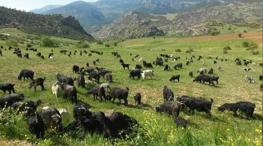 Cari açığın ilacı hayvancılıkta