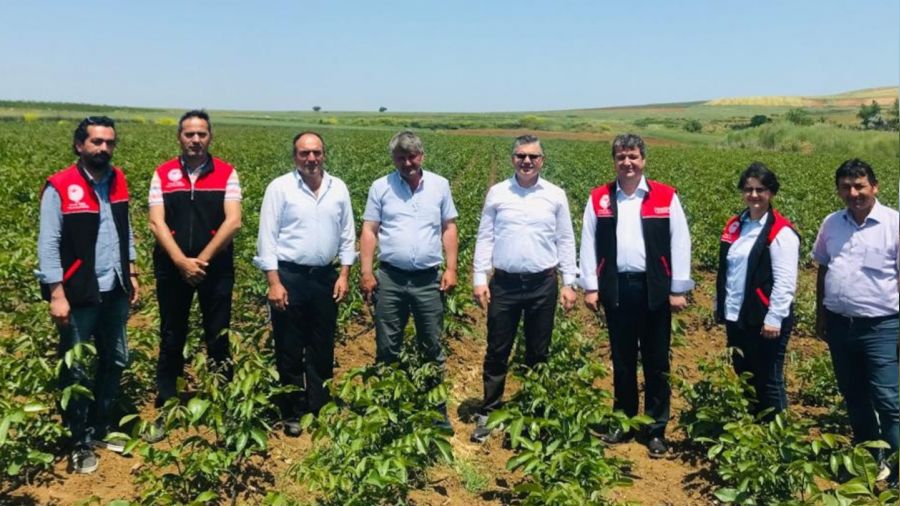 Ceviz fidanları bir çok ülkeye ihrac ediliyor