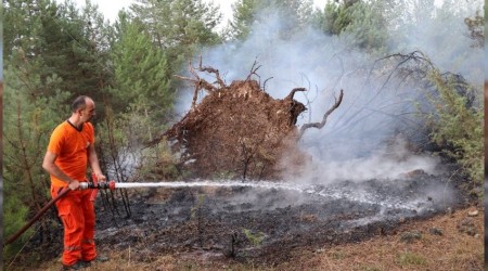 Devrilen aacn kopard elektrik teli orman yakt