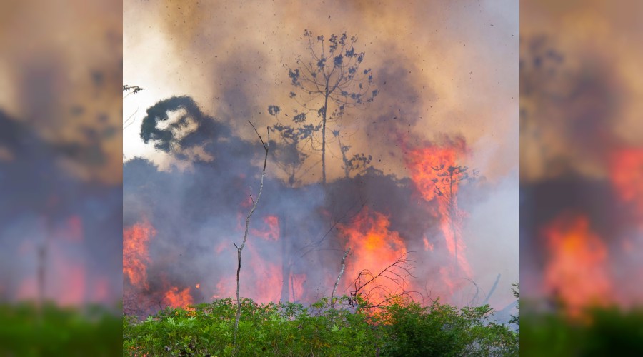 Dünyanın akciğeri yakılıyor