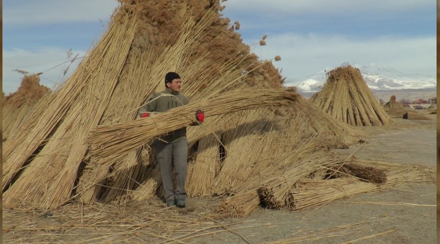 Eksi 10 derecede toplanıp ihraç ediliyor