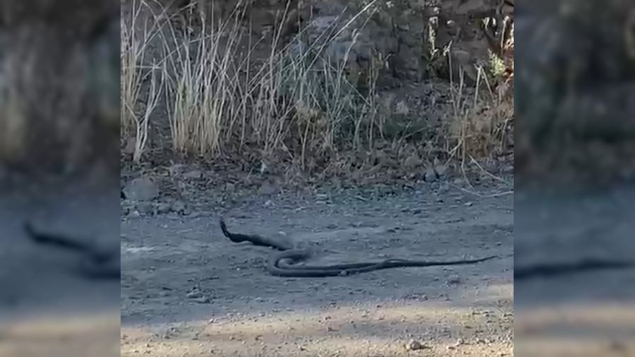Elazığ'da 1,5 metrelik yılanların dansı kameralara yansıdı