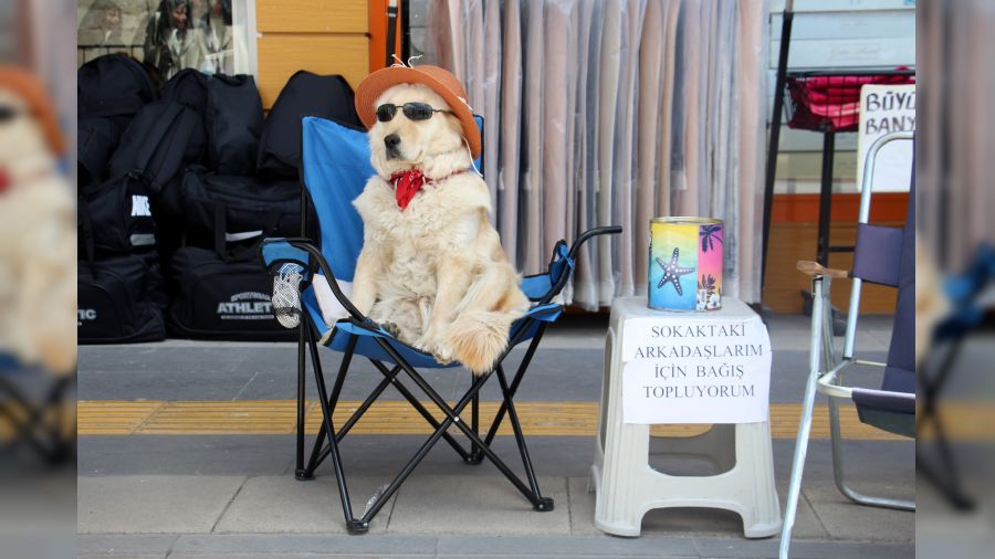 Evcil köpek elde ettiği gelirle sokak köpeklerine mama sağlıyor