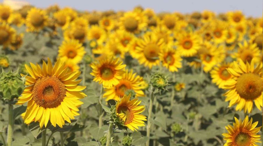 FAO'dan ayçiçek yağına alternatif önerisi