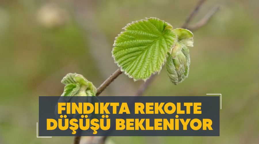 Fındıkta rekolte düşüşü bekleniyor
